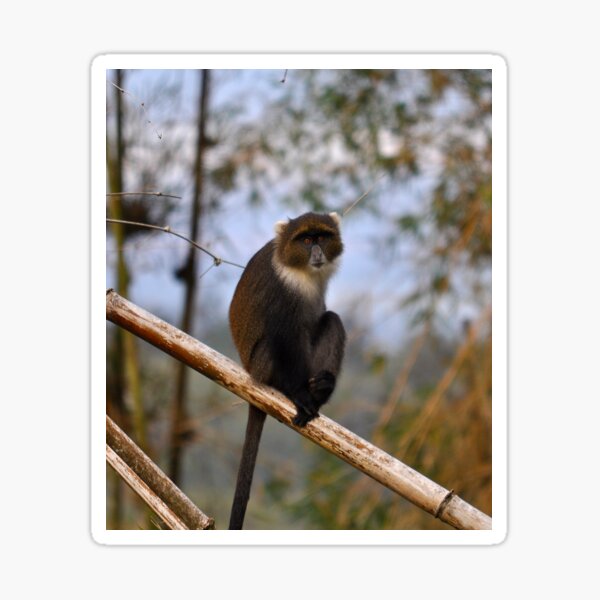 Item preview, Samango monkey Sykes monkey white-throated monkey Africa designed and sold by Schoensl.