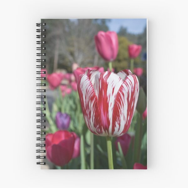 Item preview, Two Toned Tulip designed and sold by Claire  Farley.