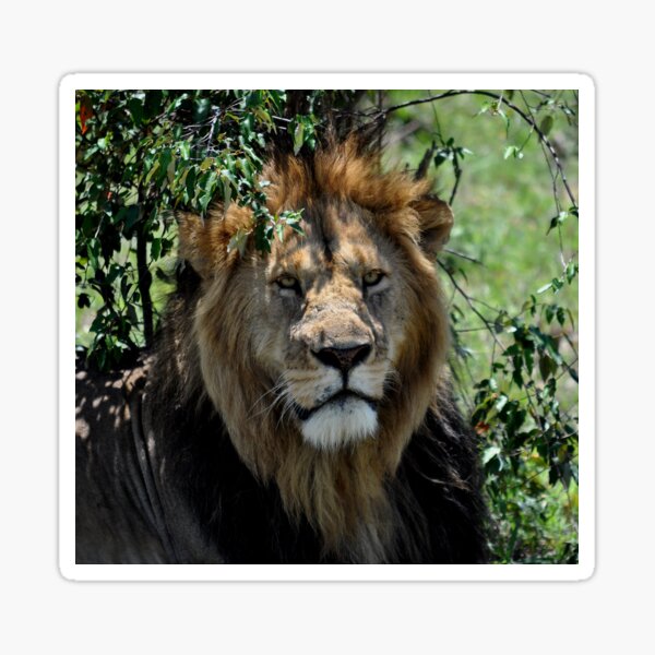 Item preview, lion portrait Africa Kenya designed and sold by Schoensl.