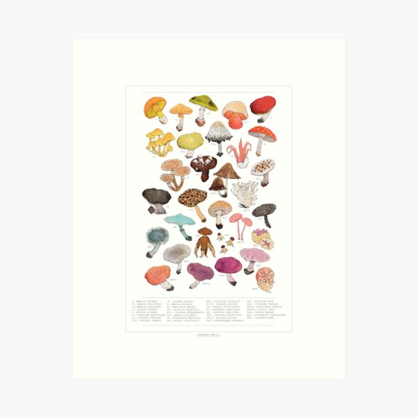 Mushroom Medley with Labels Art Print