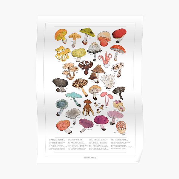 Mushroom Medley with Labels Poster