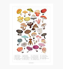 Mushroom Medley with Labels Photographic Print