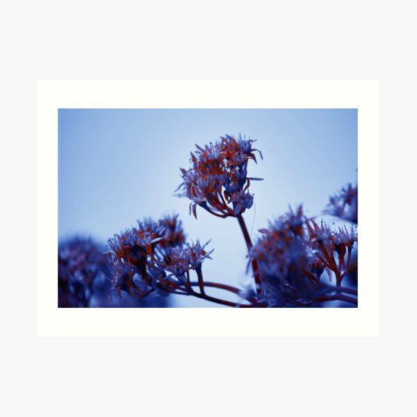 Cold Flowers Art Print