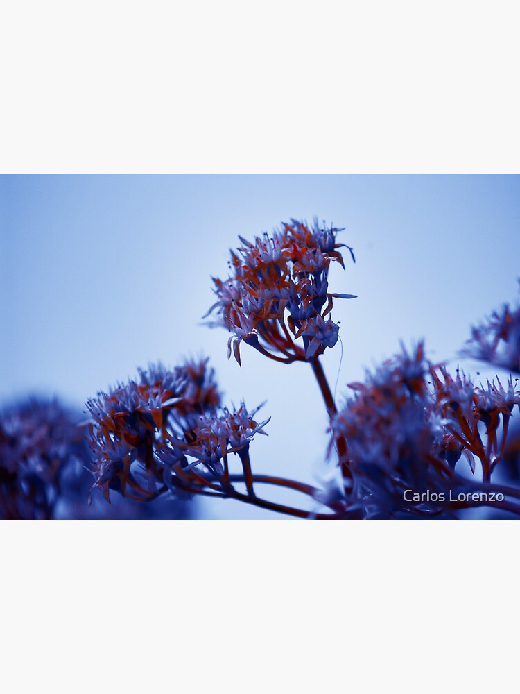 Cold Flowers by carloslorenzo