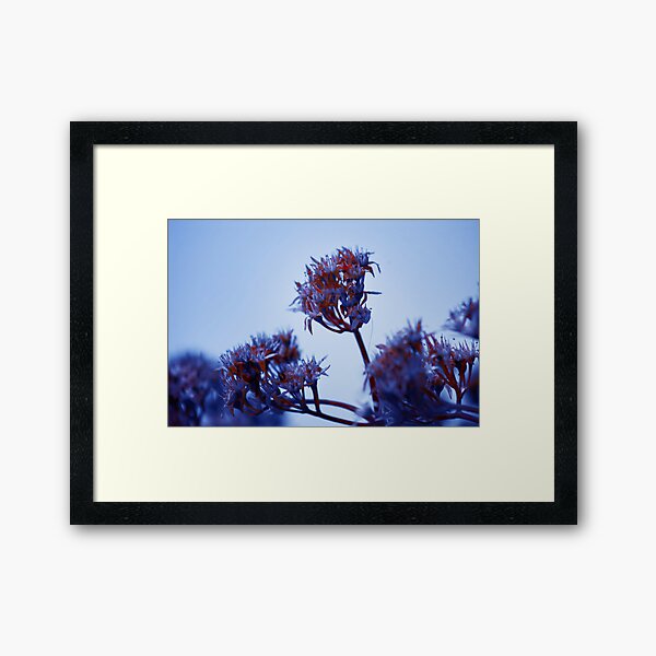 Cold Flowers Framed Art Print