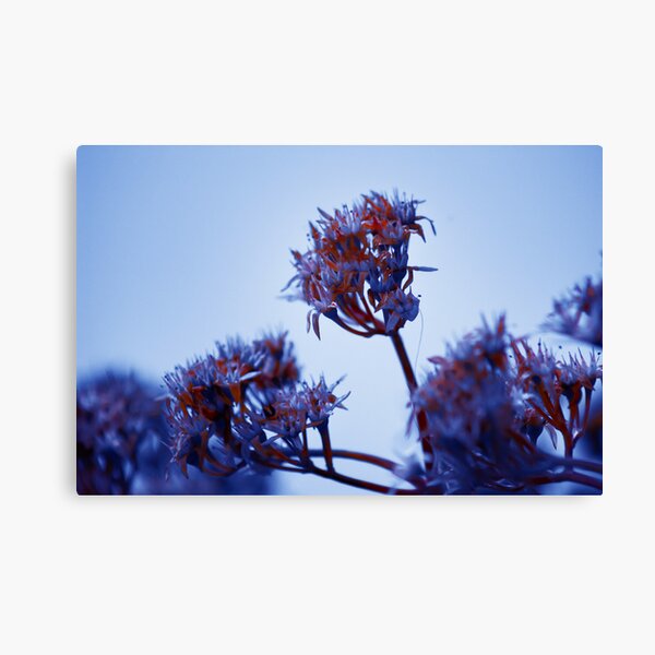 Cold Flowers Canvas Print