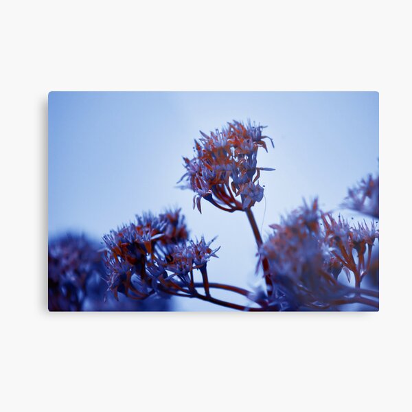 Cold Flowers Metal Print