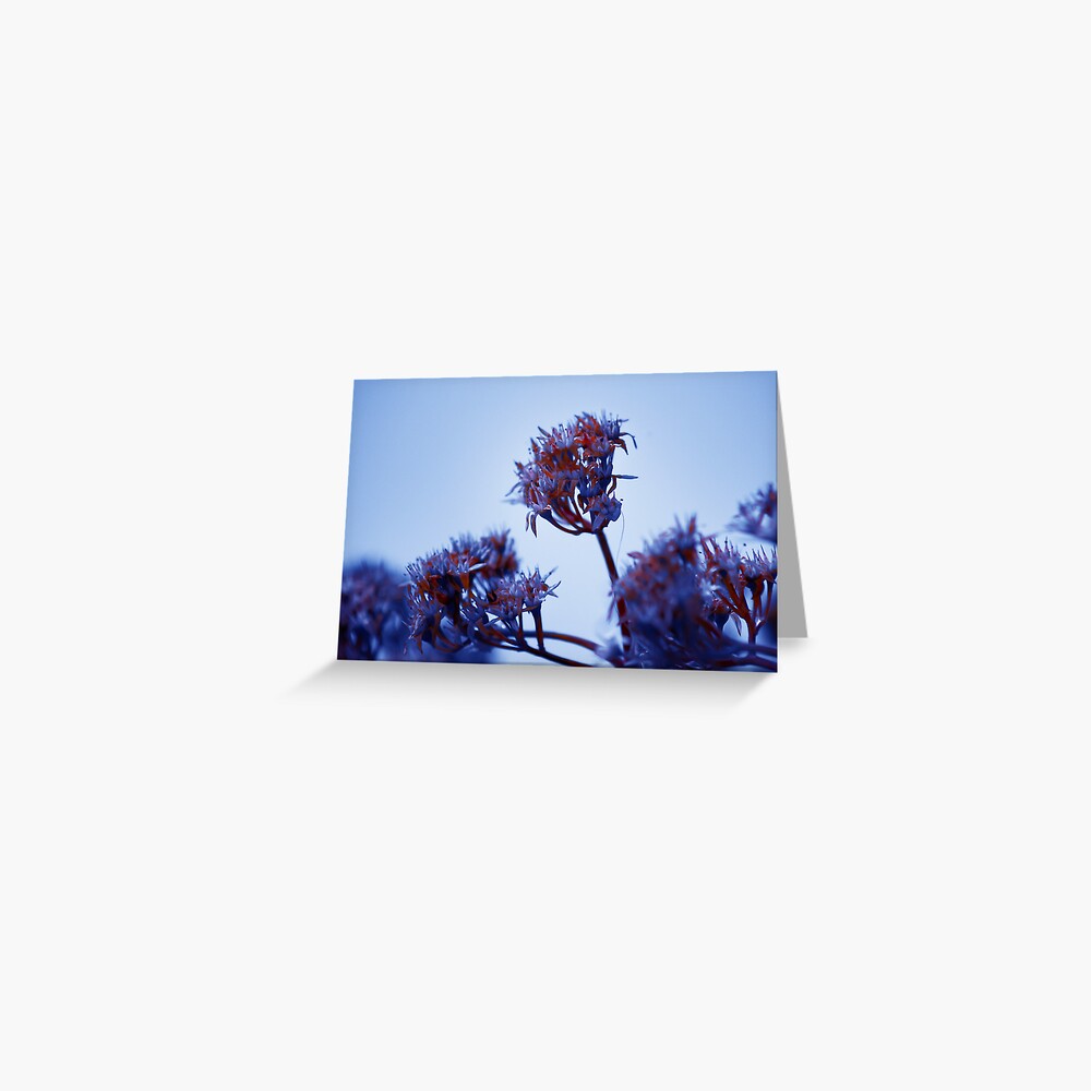 Cold Flowers Greeting Card