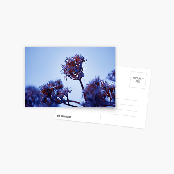 Cold Flowers Postcard