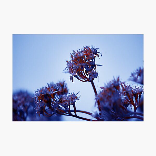 Cold Flowers Photographic Print