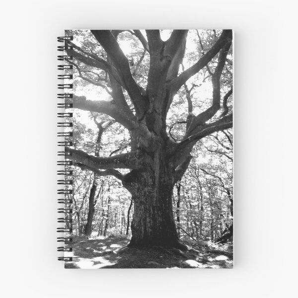 Artikelvorschau, Mother Beech entworfen und verkauft von HELUA.