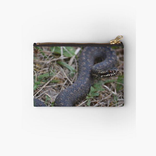 Item preview, Common European adder or common European viper, Vipera berus Snake ready to attack designed and sold by Alex2789.