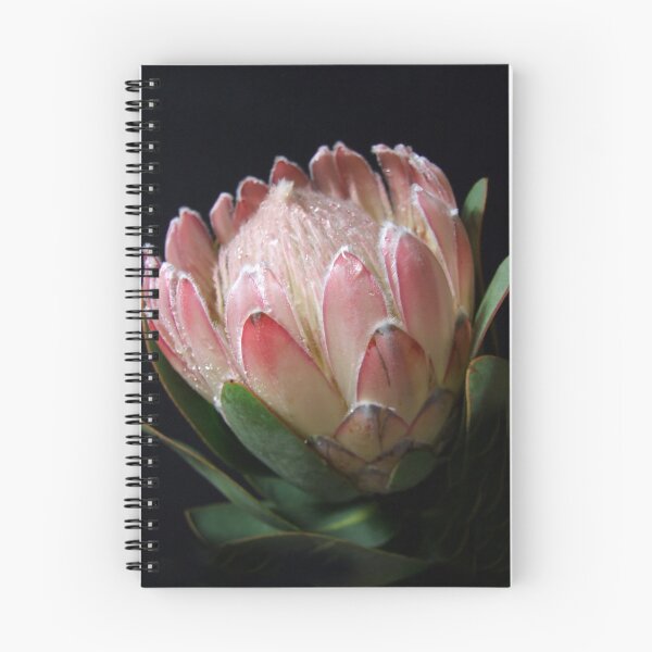 Item preview, Quintessential Queen-Protea designed and sold by Sharon McRae.