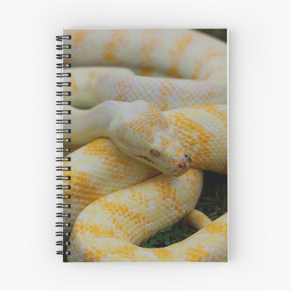Item preview, Albino Darwin Carpet Python designed and sold by Steve Bullock.