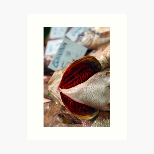 Corvina Fish Art Print