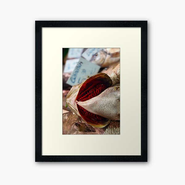 Corvina Fish Framed Art Print