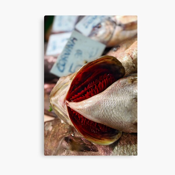 Corvina Fish Canvas Print