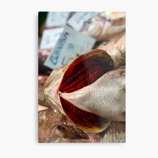 Corvina Fish Metal Print