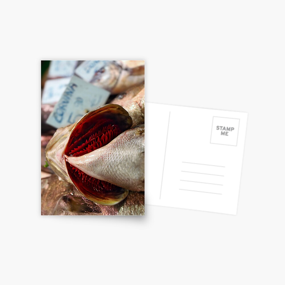Corvina Fish Postcard