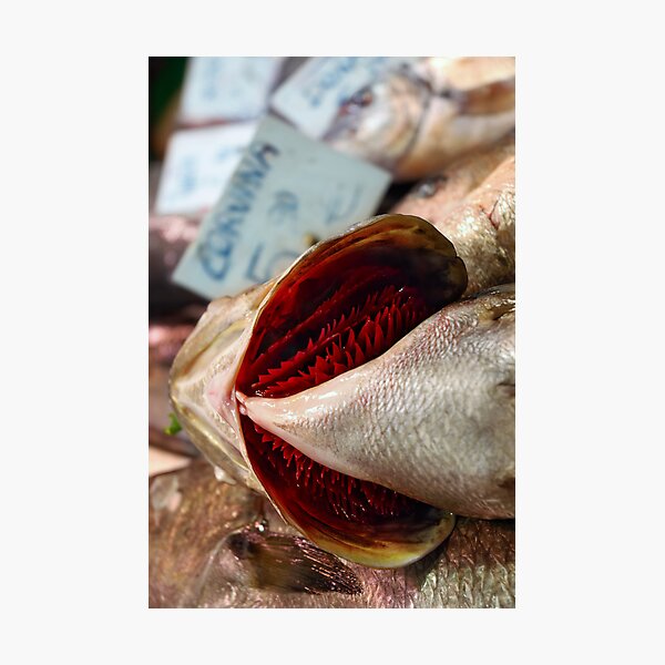 Corvina Fish Photographic Print