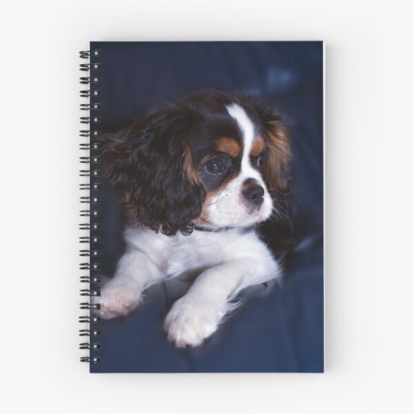 Item preview, Benny designed and sold by Maree Toogood.