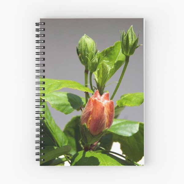 Item preview, Hibiscus begining designed and sold by Virginia N. Fred.