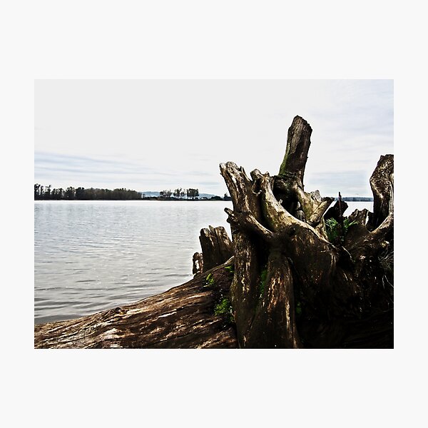 Fallen Tree Photographic Print