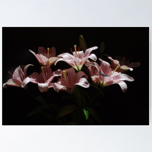 Item preview, Soulful Singing designed and sold by Lozzar Flowers & Art.