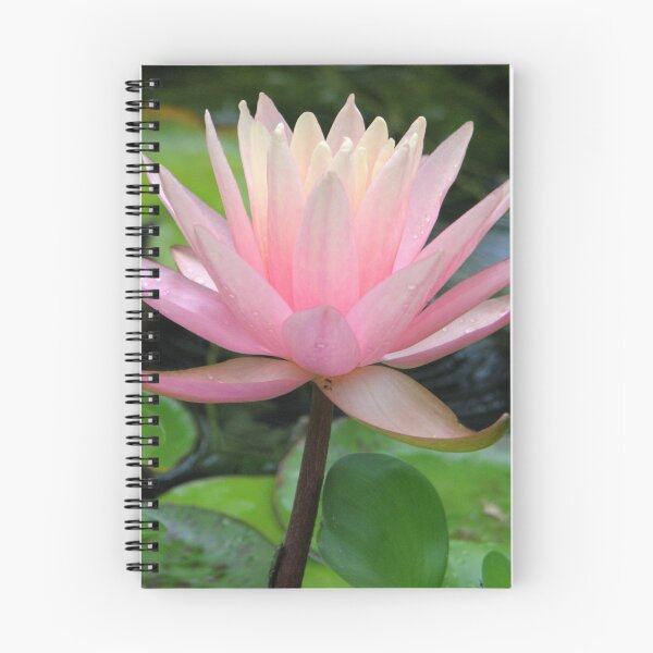 Item preview, Pink Water Lily designed and sold by NatureGreeting Cards ©ccwri.