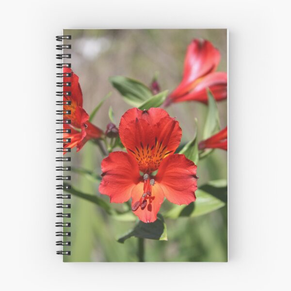 Item preview, Alstroemeria 'red fury' designed and sold by Luke and Katie Thurlby.