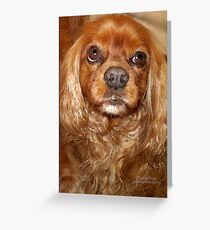 Faithful King Charles Greeting Card