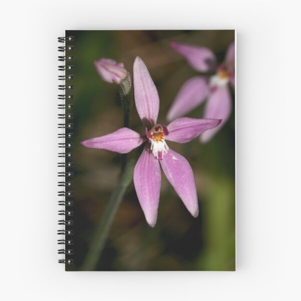 Item preview, Pink Fairies Orchid - Mt Barker Summit designed and sold by LeeoPhotography.
