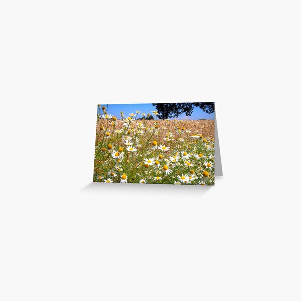 Daises on Sauvie Island Greeting Card