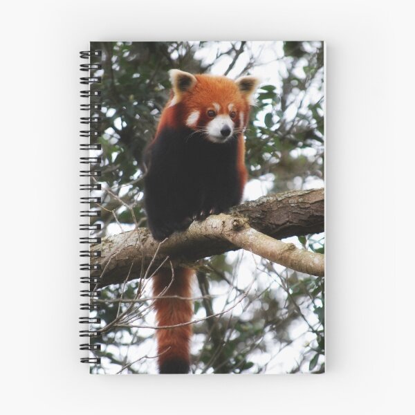 Item preview, Red Panda designed and sold by Amberino.