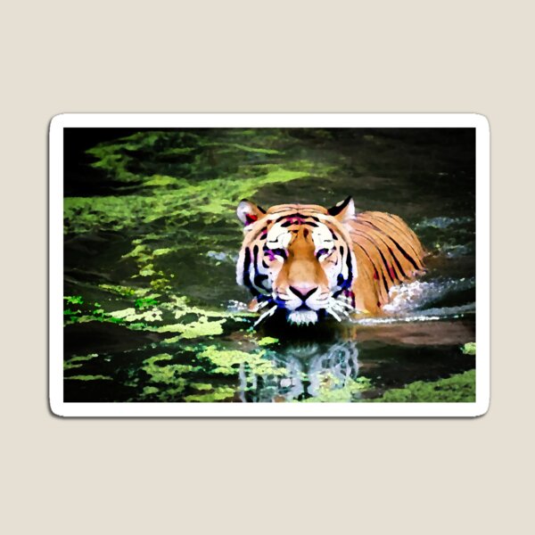 Bengal Tiger Magnet