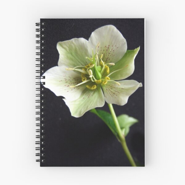 Item preview, X-cellent Xmas-Rose designed and sold by Sharon McRae.