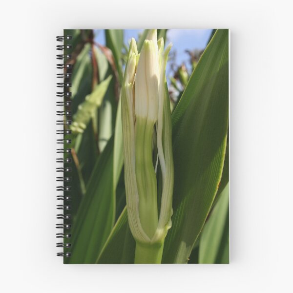 Item preview, Budding Beauty designed and sold by Leesa Habener.