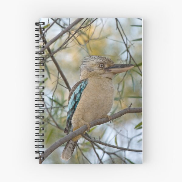 Aperçu de l'œuvre Kookaburra. créée et vendue par trevorb.