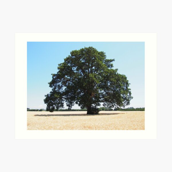 Lonely Tree in Hay Farm Art Print
