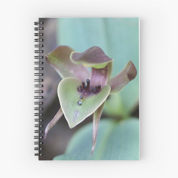 Item preview, Large Bird Orchid "Simpliglottis valida" #1 designed and sold by Rosie Appleton.