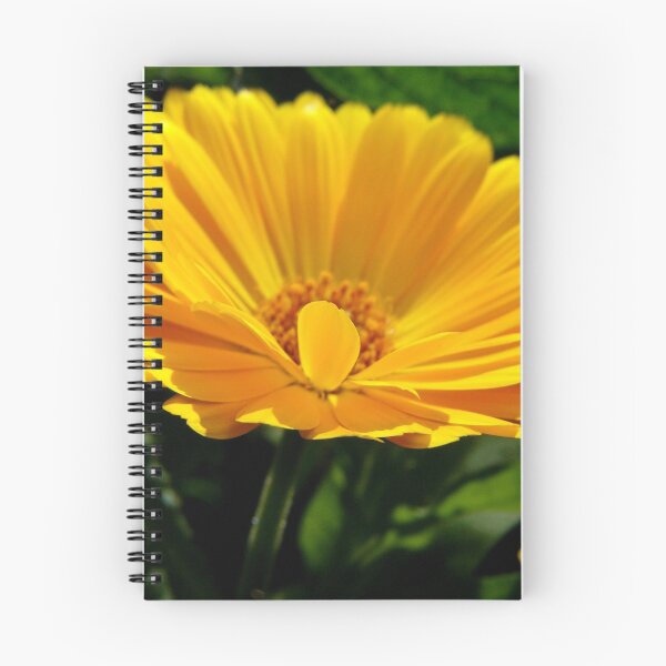 Item preview, Calendula designed and sold by Northcote Community  Gardens.