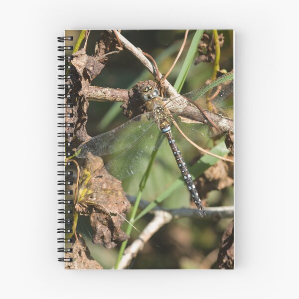 Item preview, Migrant Hawker designed and sold by kernuak.