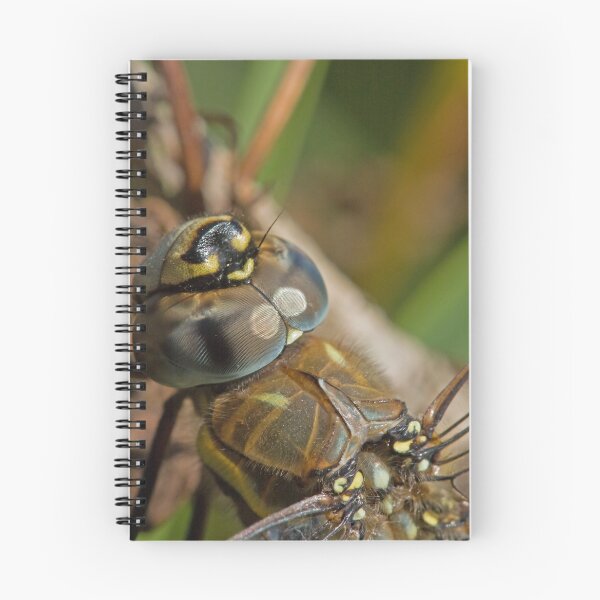 Item preview, Migrant Hawker Closeup designed and sold by kernuak.