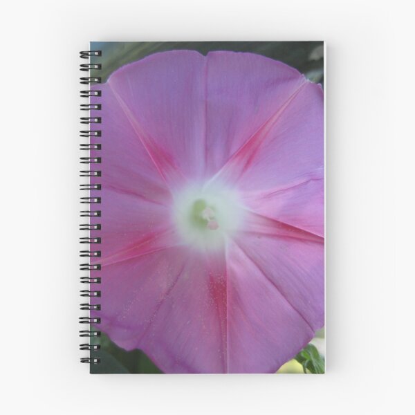 Item preview, pink morning glory in late September designed and sold by Laurkat.
