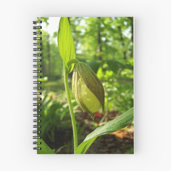 Item preview, Ladies Slipper,  Native Orchid designed and sold by NatureGreeting Cards ©ccwri.