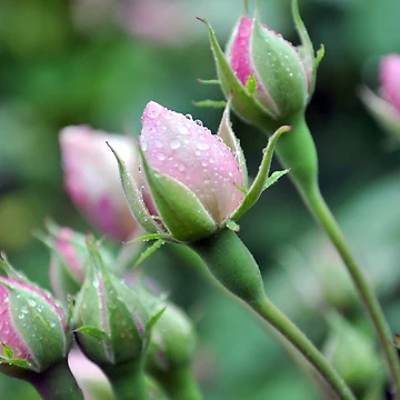 Artwork thumbnail, Pink Roses by Blue Robin