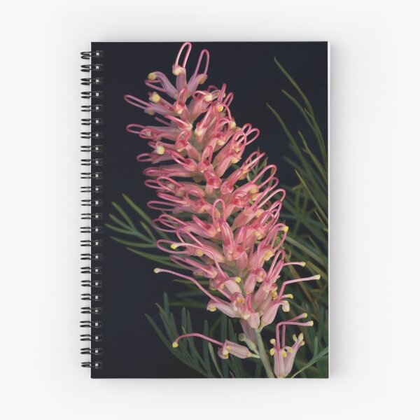 Item preview, Grevillea Sylvia designed and sold by Arthur  Plottier.