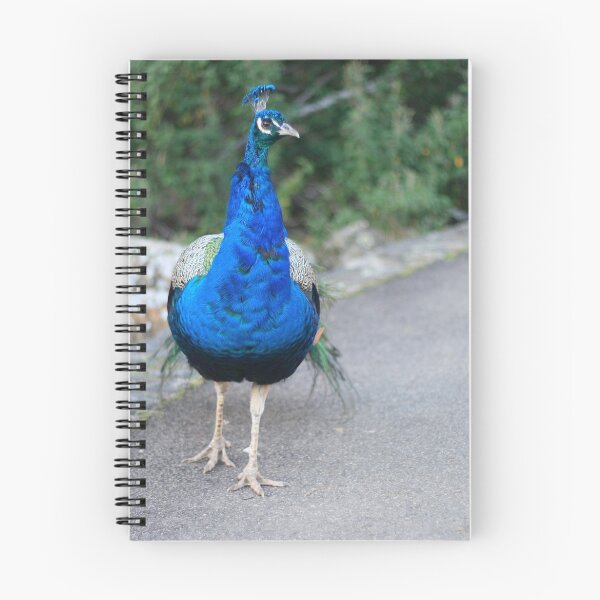 Artikelvorschau, Peacock entworfen und verkauft von Astral.