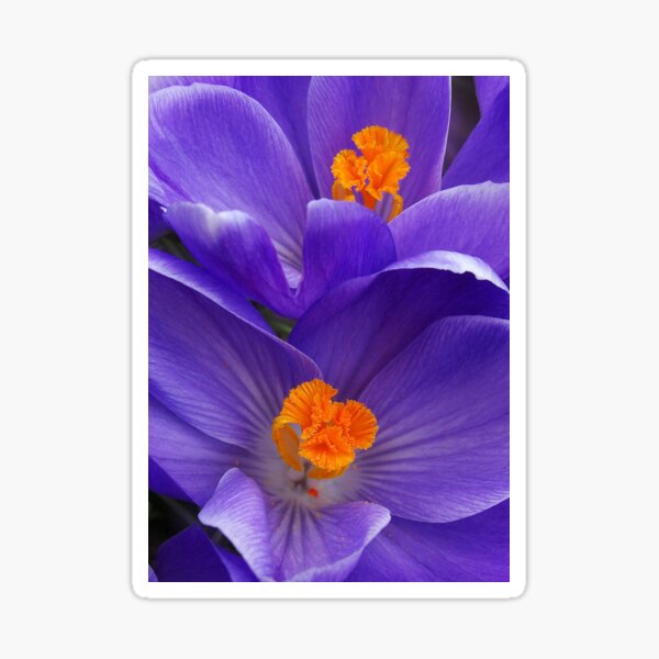 Contrasting Colors Sticker