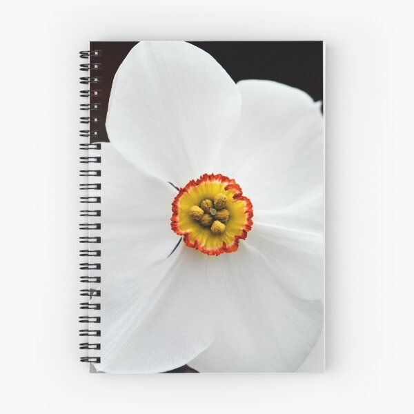 Item preview, Narcissus "Actaea" designed and sold by Alison Cornford-Matheson.